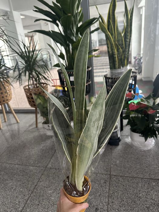 Сансивьеры разные растение цветок в дом в детскую на кухню в офис