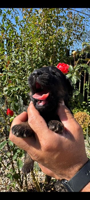 Ciobanesc german păr lung