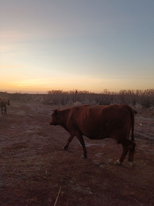 Сиыр сатылады соғымға
