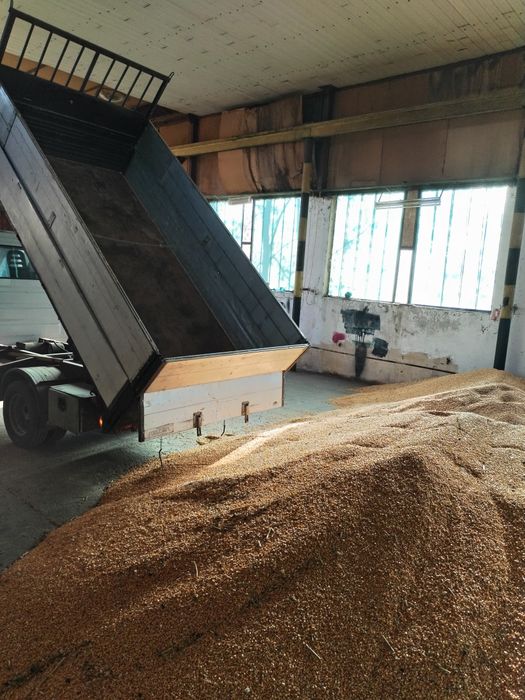 Porumb, graunte uscate