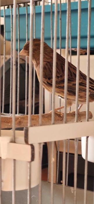 Кенар 6-7 мес. крупный от привозных темно-красной мозайки