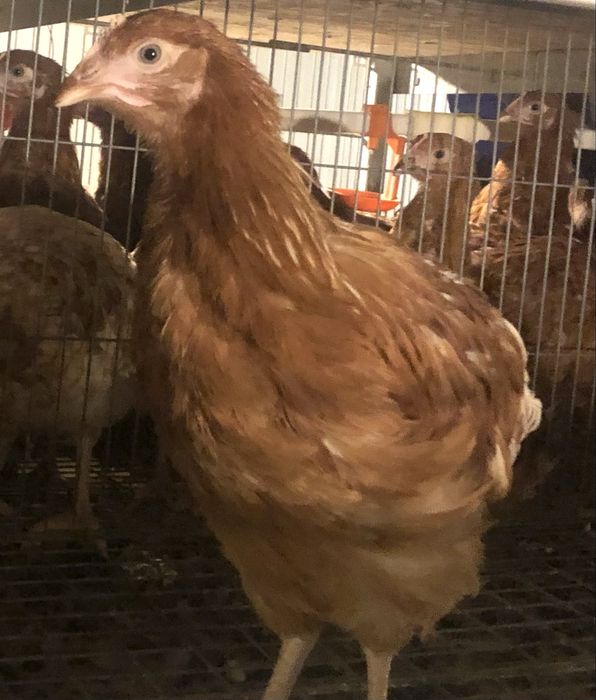 De ce să cumperi puicuțele direct din fermă avicolă Balagri?