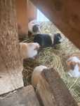 porcusori de guineea pret super mic