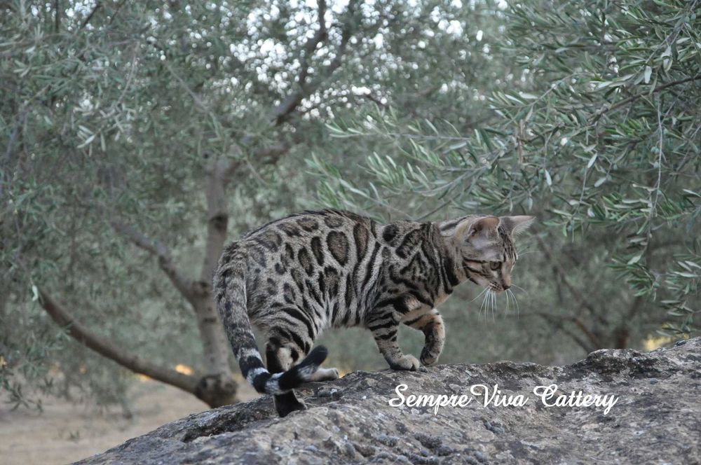 Бенгалско коте женско
