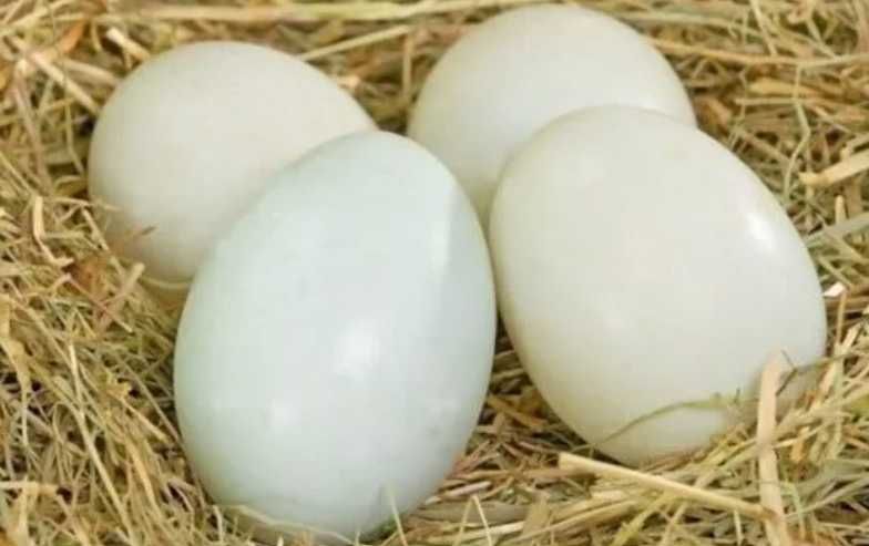 Оплодени кокоши яйца от Род Айлънд Ред и патешки от Индийски бегач