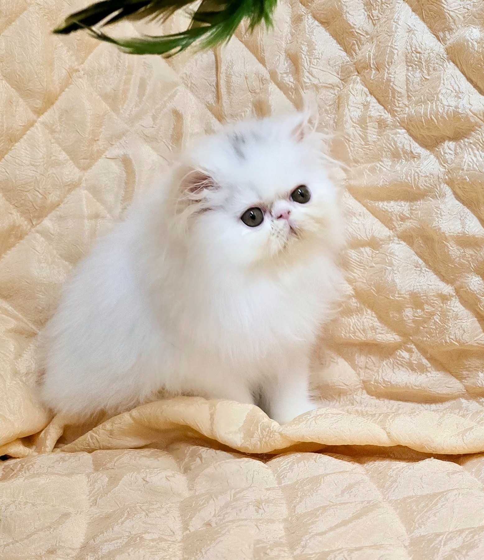 Бяло персийско коте на 3м.