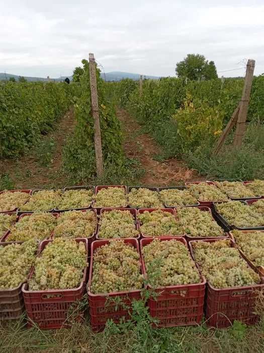 Vand Struguri de Vin