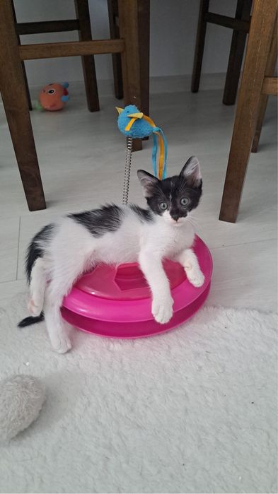 Adoptie pui pisica motan