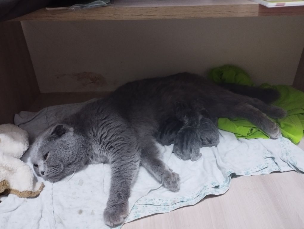 Скоттиш фолд с тремя котятами срочно!у ребенка аллергия