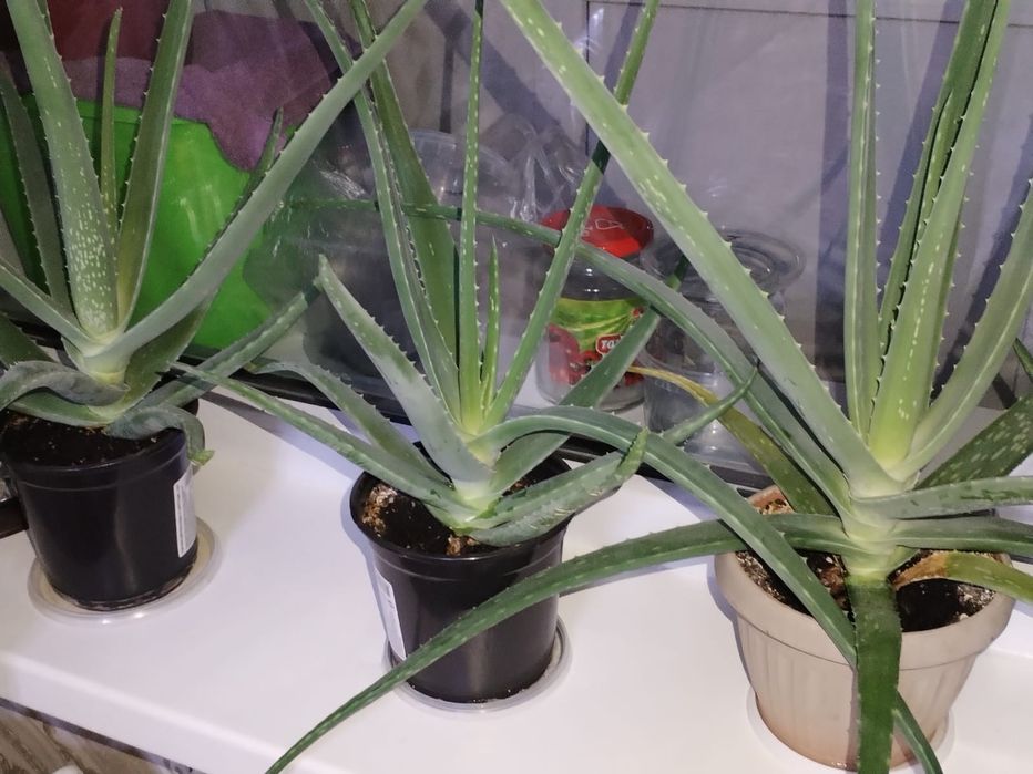 Продам алоэ вера барбаденсис