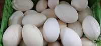 Гусиныйе яйца 850