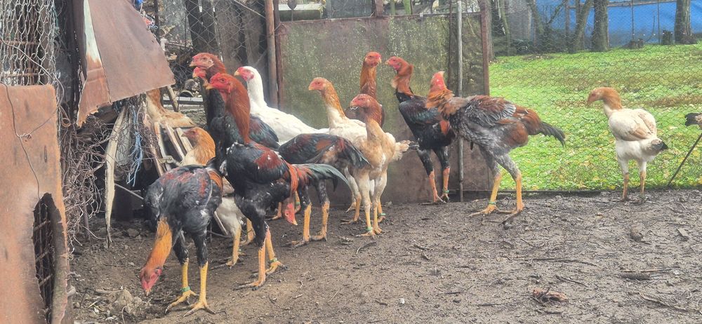 Perechi combatant malaez