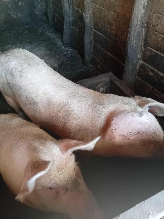 Продавам 1 прасе женско Кам 130 килограма 750 лева крайна цена