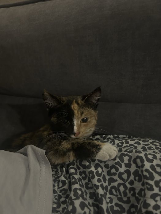 Отдам кошку . Кошечку .