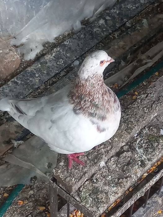 porumbei incaltati tapalagiosi și texani