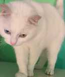 Търся дом на котка