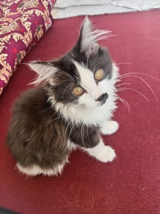 Main Kun (Maine Coon) aralash zotli, erkak, o'ynoq mushukcha