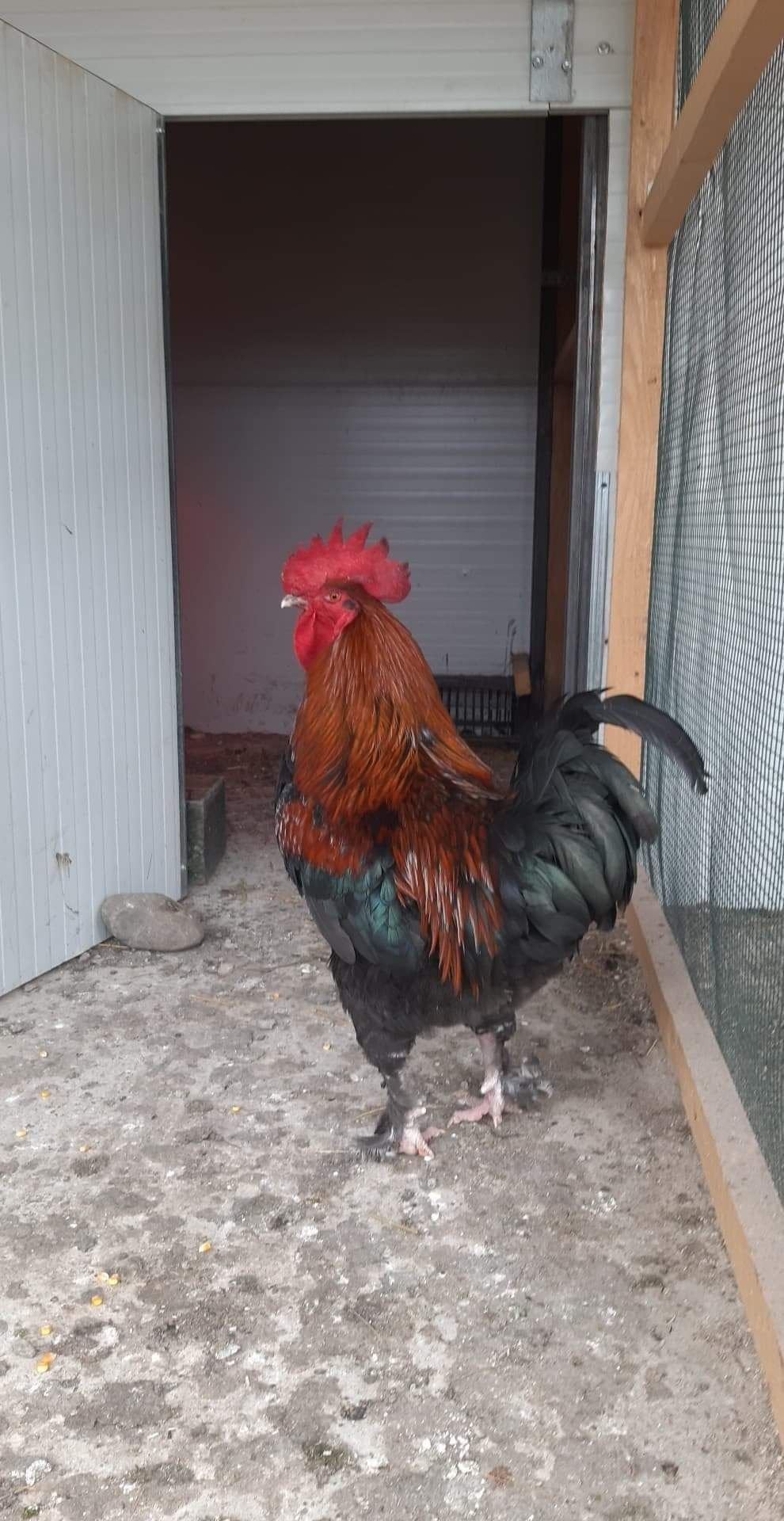 Pui Marans și Araucana