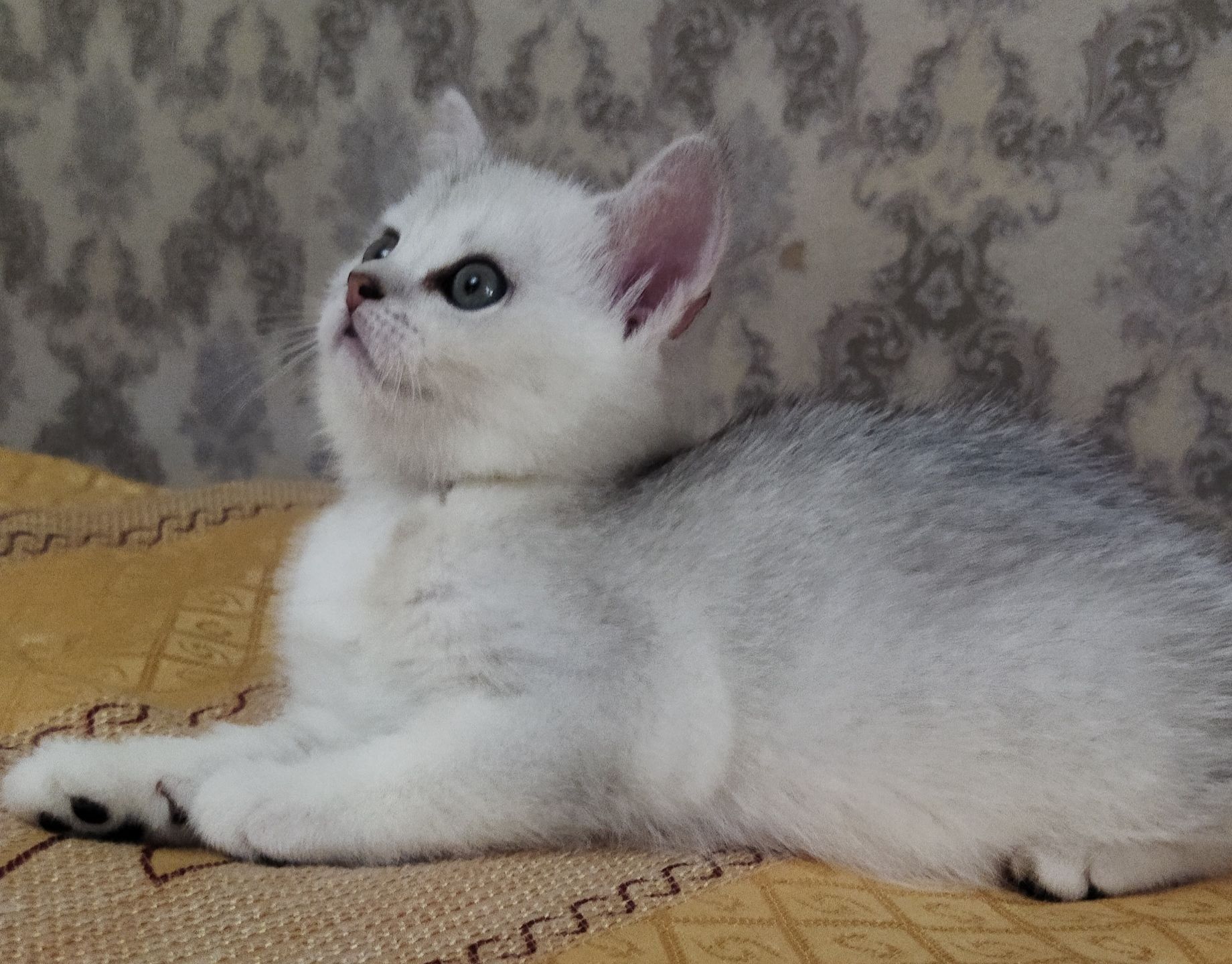 Шотландский котенок