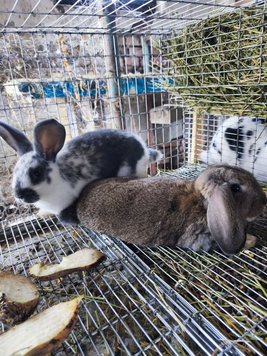 Iepuri de 7 sãptãmâni