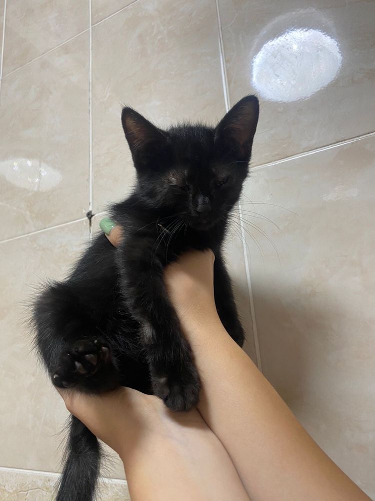 Отдам котят бесплатно