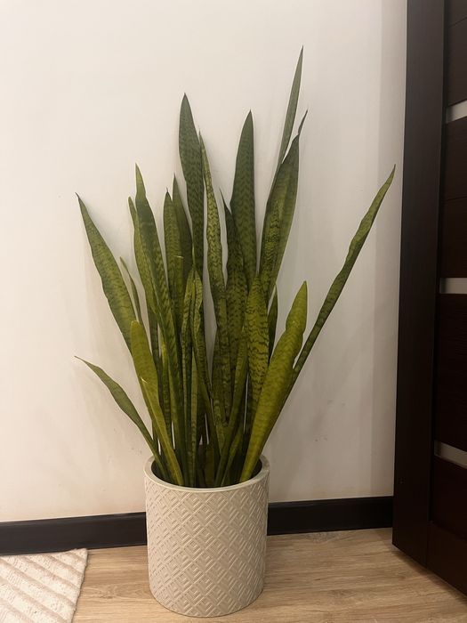 Сансевиерия Зейланика