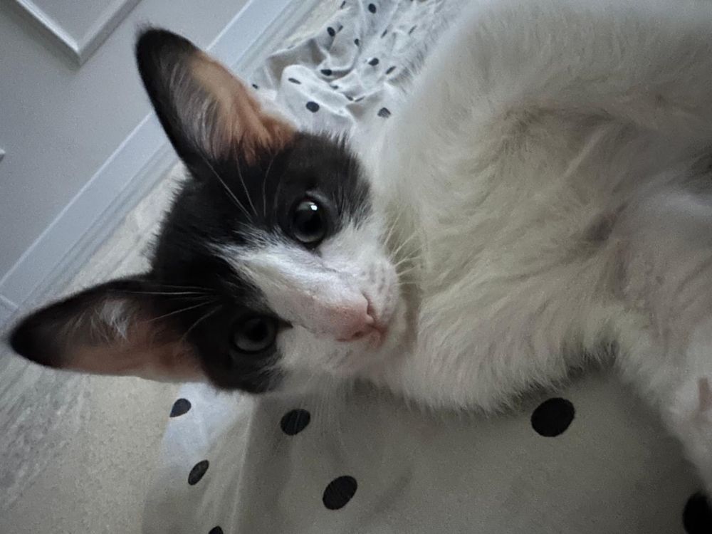 котенок в добрые руки
