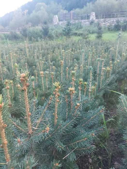 Pachet 50 buc. puieti molid argintiu 4 ani-Picea Pungens Glauca Kaibab