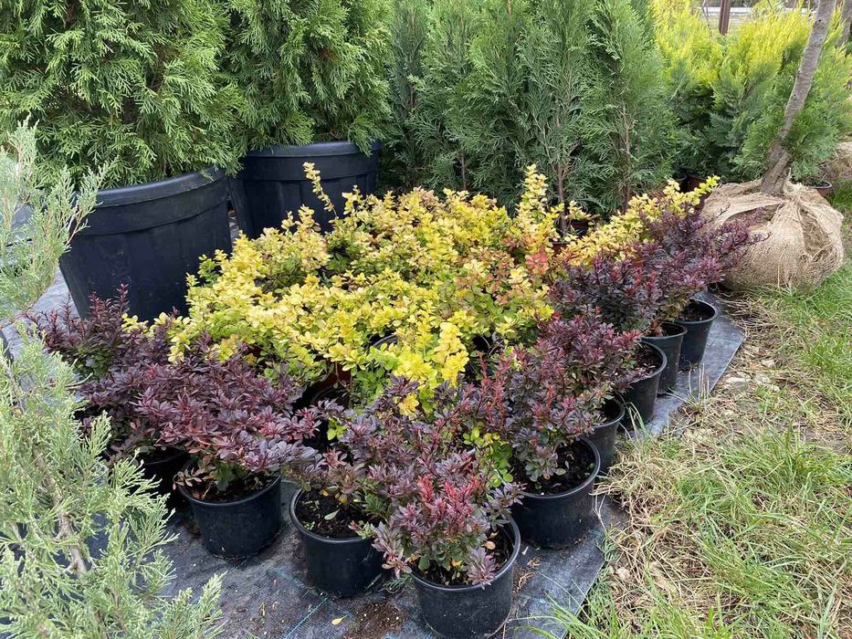 Leylandii / Laur Englezesc / Photinia R. Robin / Gold Rider / Gard viu