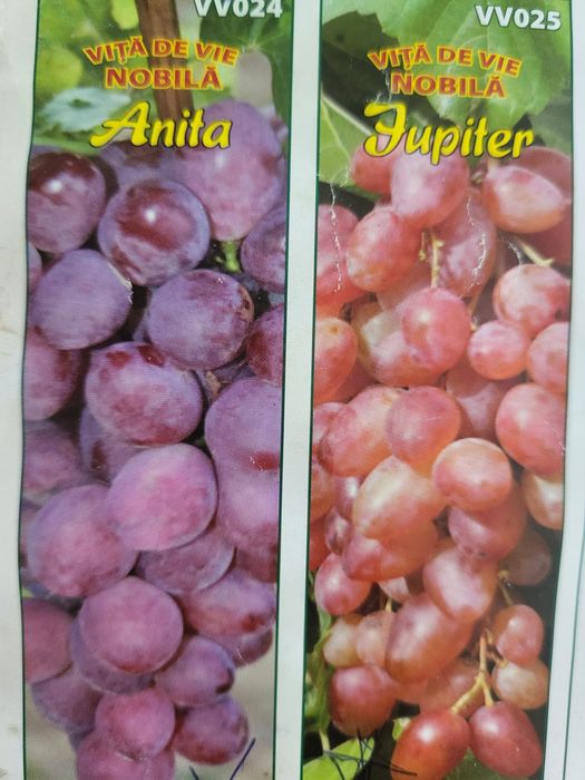 Vita de vie nobila [altoita]soiuri roze de masa