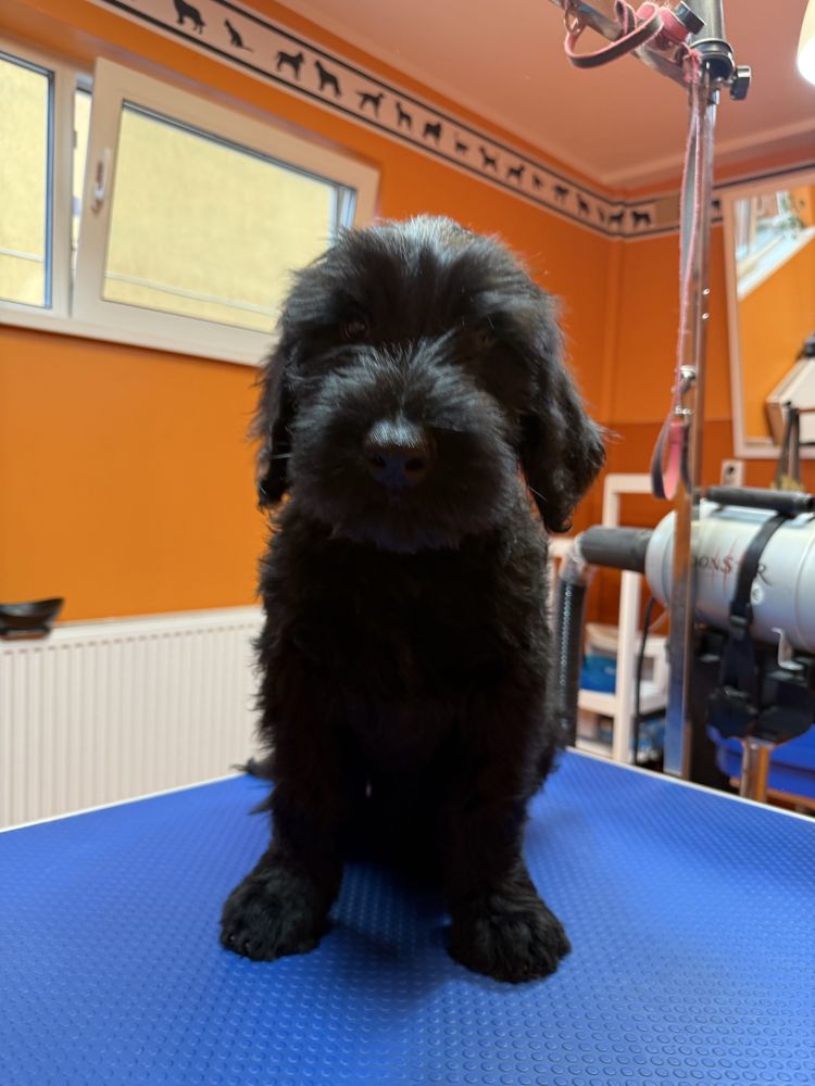 Puiut Schnauzer Urias , 12 sapt. , mascul.