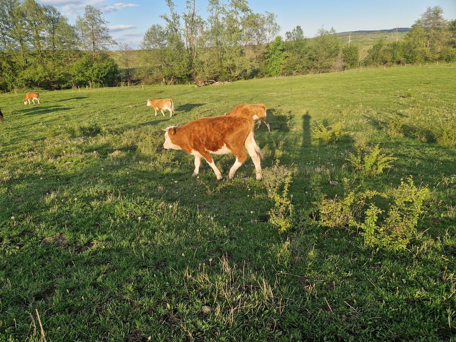 Vaci baltata românească