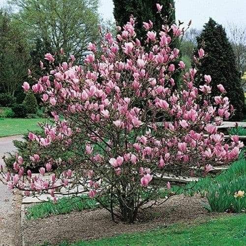 Magnolie (diverse culori) de la 130 cm în sus