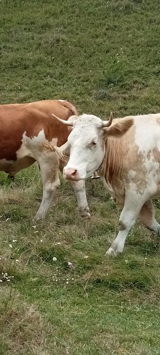 Vând vacă pentru abator