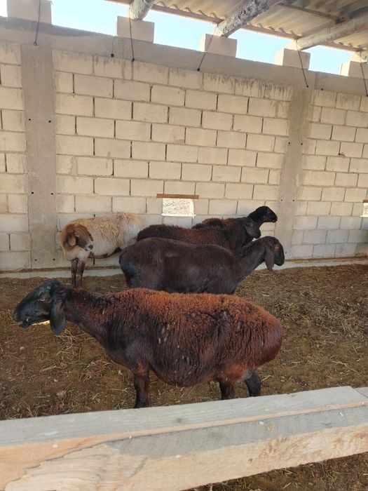 bug'oz qo'ylar sotiladi