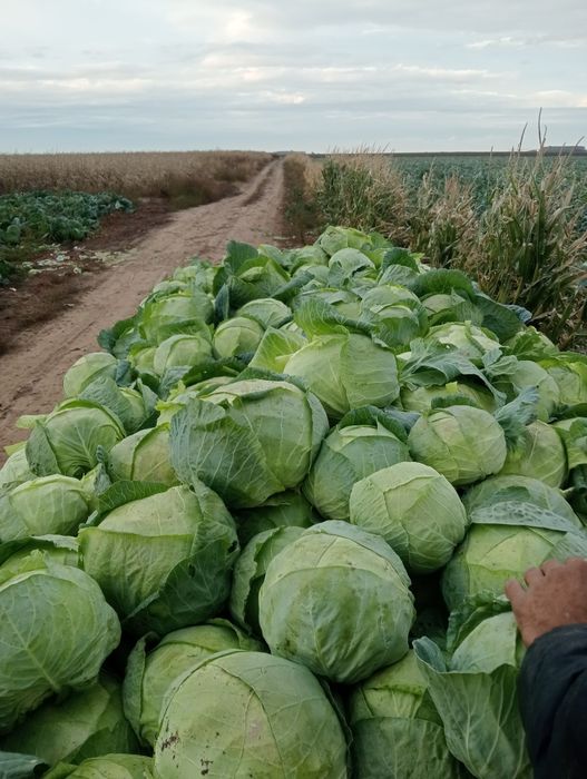 Vând Varză de Buzău