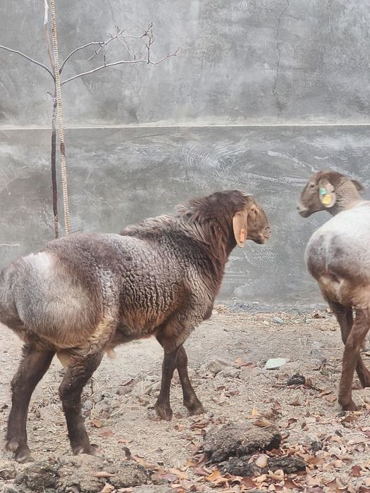 Qochqor sotiladi 2tish