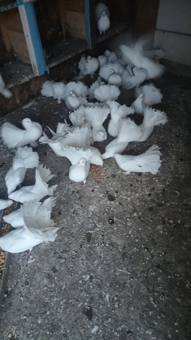 Porumbei albi superbi