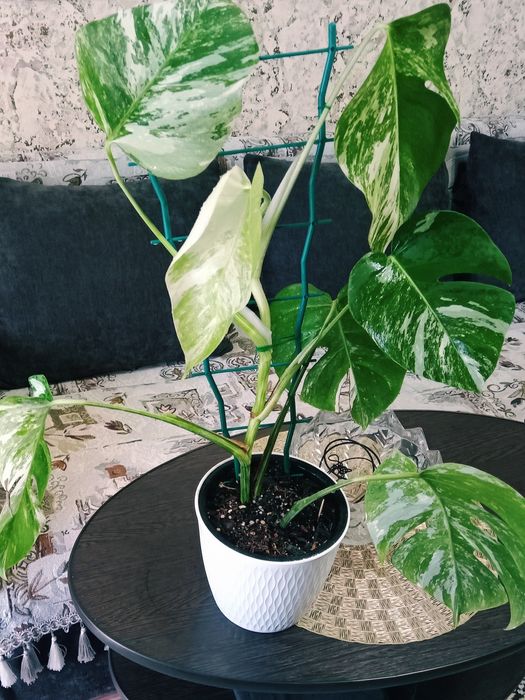 Монстера Альба вариегатная