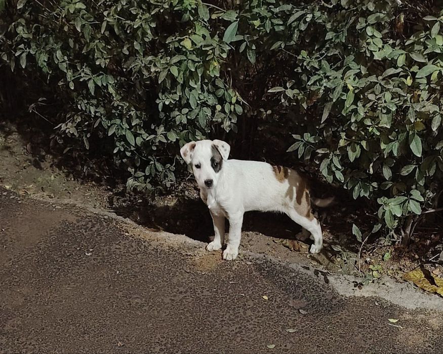 Бесплатно в добрые руки щенок девочка