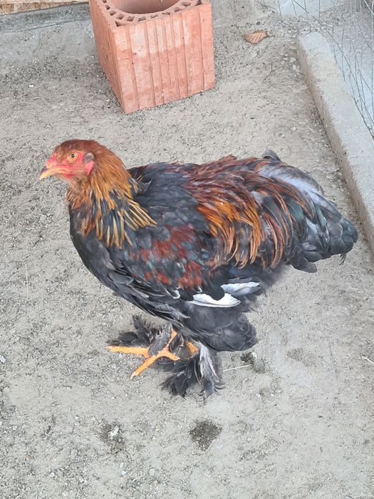 Cocosi,gaini Brahma potarnichiu,albastru si negru