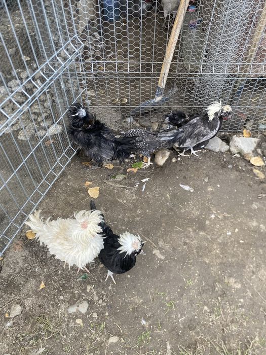 Vand gaini motate olandeze