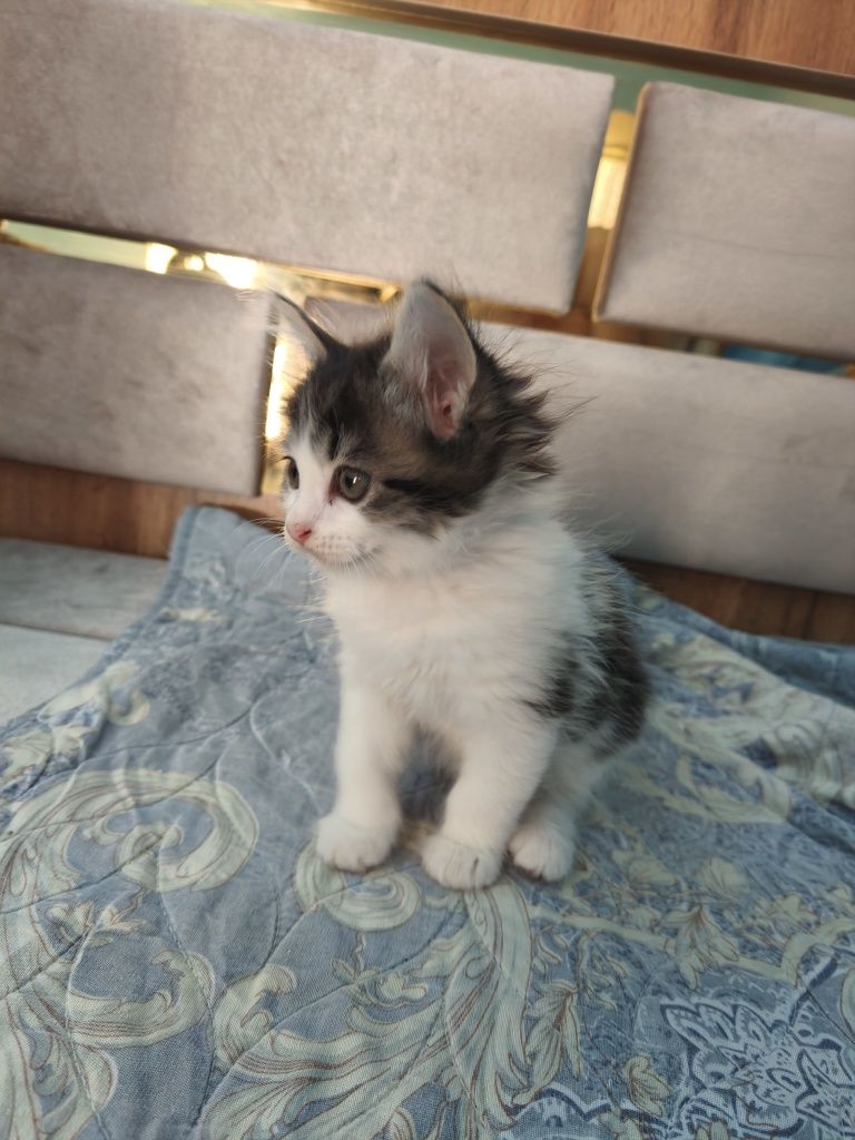 домашние чистые котята дата. 0707