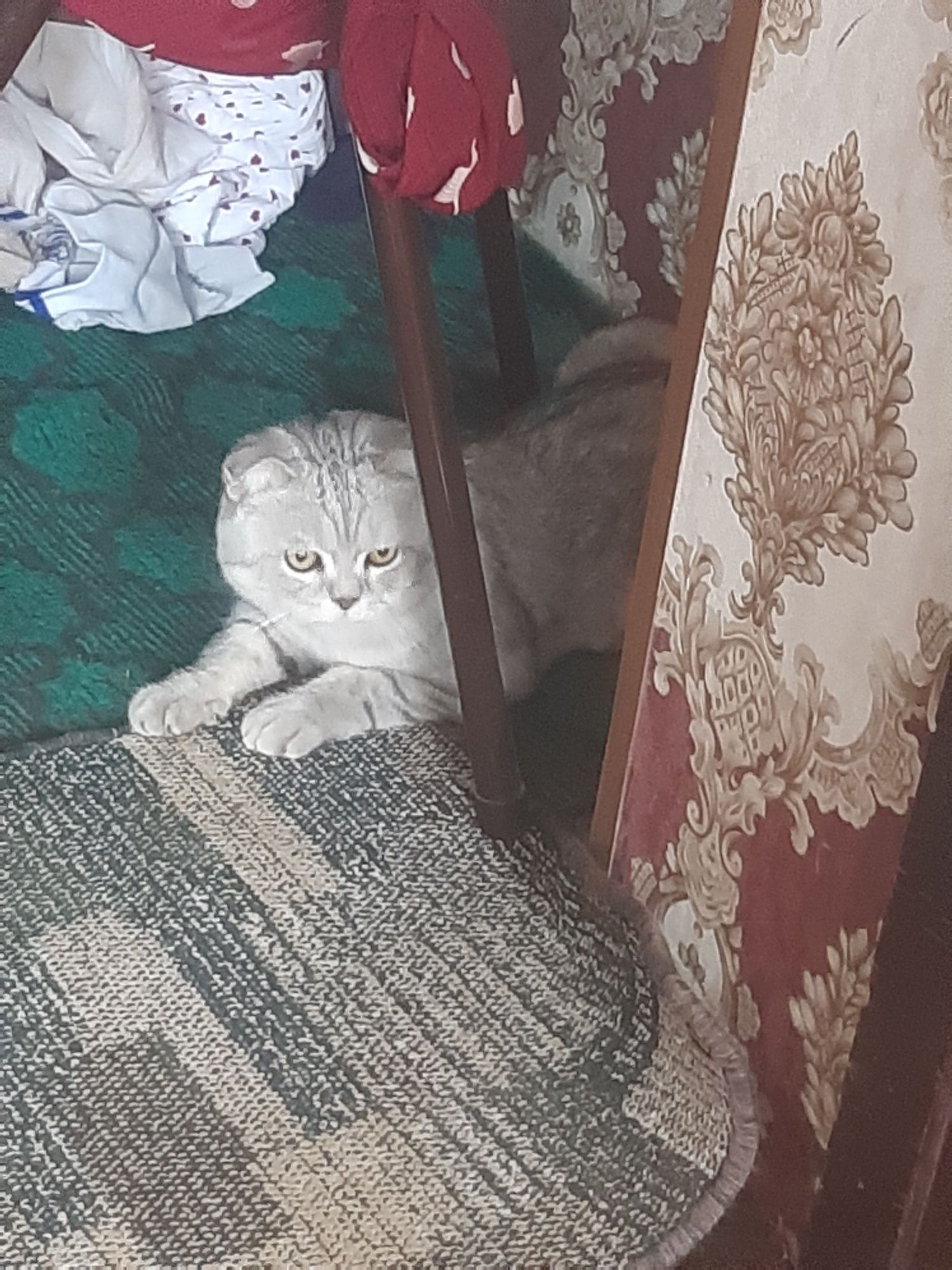 1 ой кафолат берамиз согломлигига