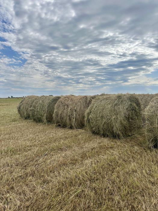 Сено в рулонах, луговое сено, рулоны, тюки