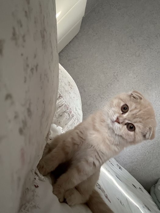 Продана кошка сотилди