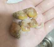 Axatina rodatsiya albinos va standart, ulitka, ахатины shilliqurt