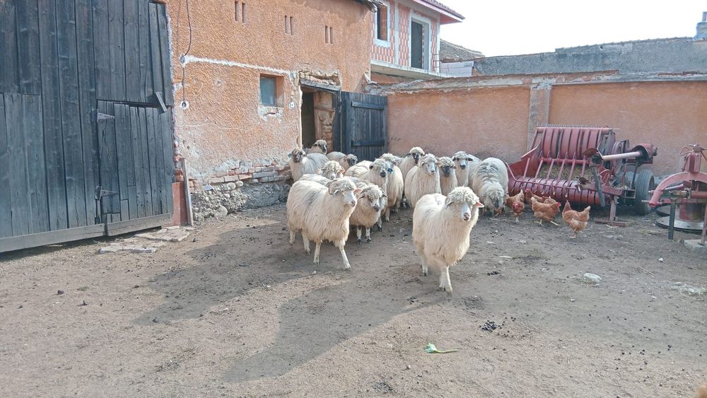 Vând oi țurcane tinere
