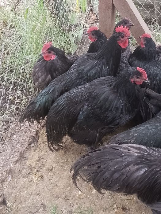 Cocoși australorp !