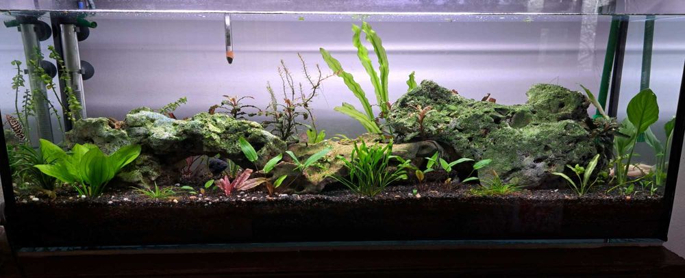 Amenajari/mentenanta acvarii Bucuresti